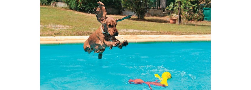 Productos refrescantes para mascotas, ¡ideales para verano!